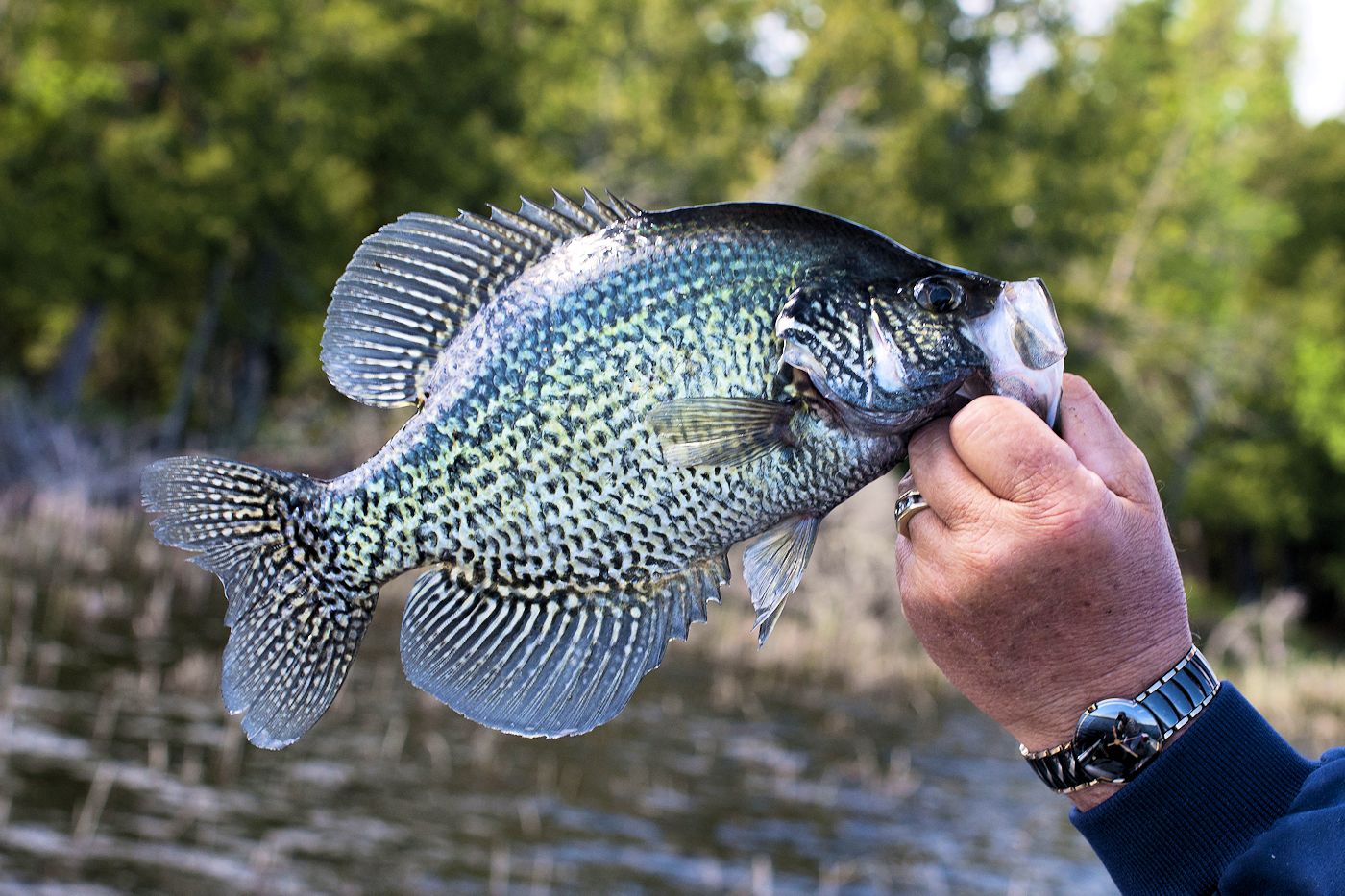 White Earth State Forest Crappie Fishing